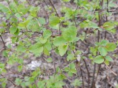 Spiraea chamaedryfolia