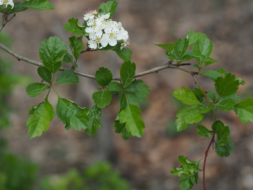 Crataegus laevigata