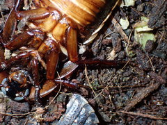 Metopininae