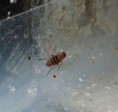 Metopininae