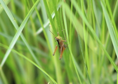 Dichromorpha elegans