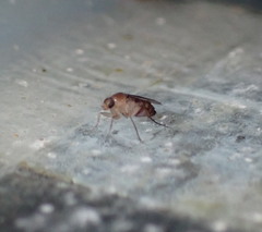 Metopininae
