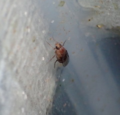 Metopininae