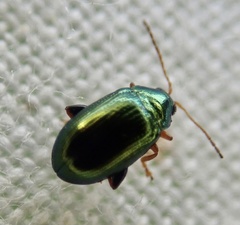 Crepidodera aurea