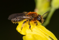 Andrena lagopus