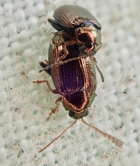 Crepidodera aurea