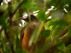 Turdus rufiventris
