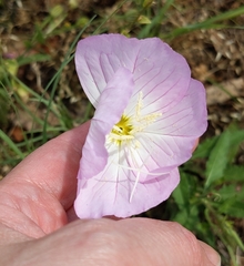 Oenothera speciosa