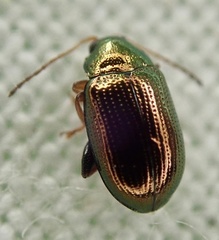 Crepidodera aurea