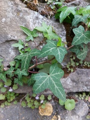 Hedera helix