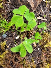 Oxalis