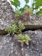 Sedum album