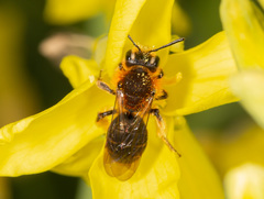 Andrena lagopus