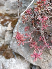 Sedum album