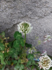 Trifolium repens