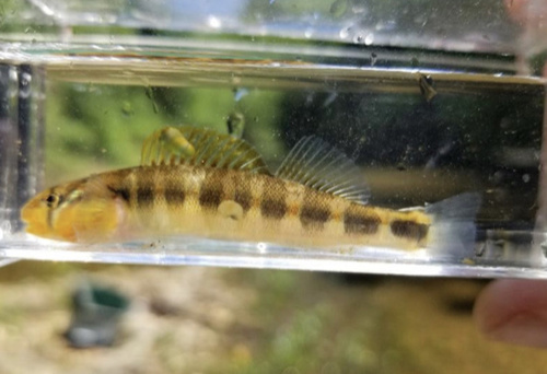 Gilt Darter