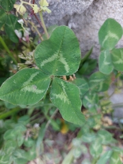 Trifolium repens