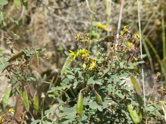 Senna aymara