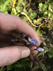 Collinsia grandiflora