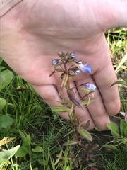 Collinsia grandiflora
