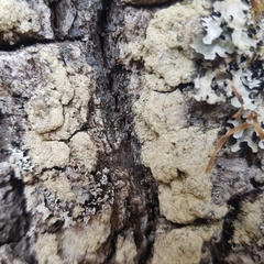 Pertusaria flavida