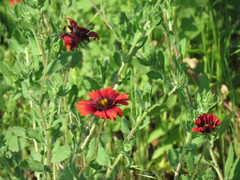 Gaillardia amblyodon