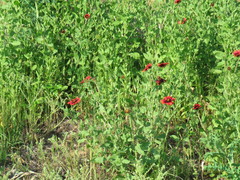 Gaillardia amblyodon