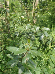 Laurus nobilis