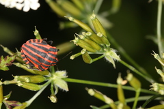 Graphosoma italicum italicum