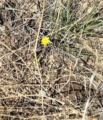 Malacothrix fendleri