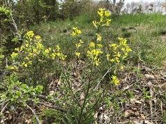 Erysimum crepidifolium