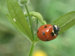 Coccinella septempunctata