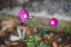 Callirhoe digitata