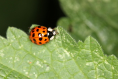 Harmonia axyridis