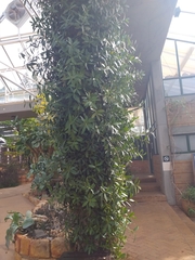 Ficus ilicina