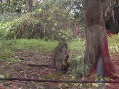 Macaca fascicularis