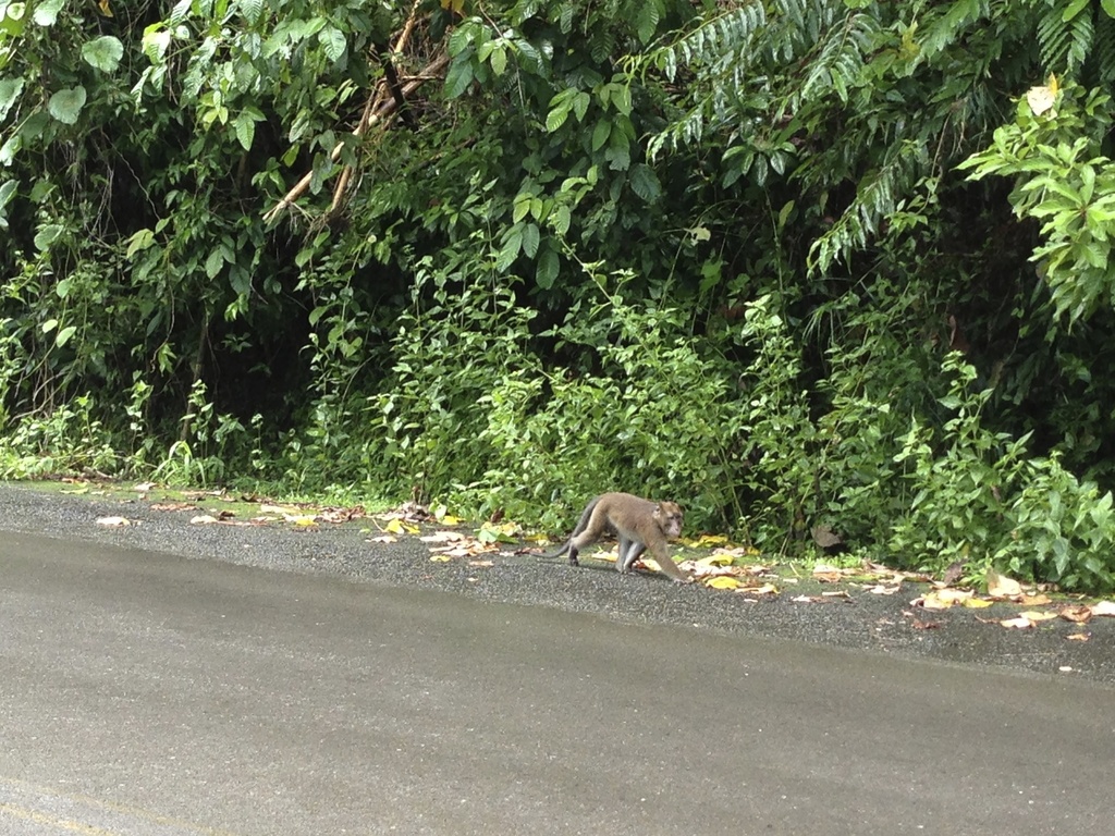 Subic Monkeys Long-tailed Macaque from Subic Bay Freeport Zone, Philippines on August ...