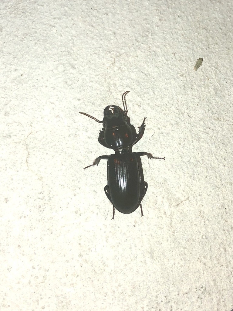 big-headed-ground-beetle-from-33104-nw-192nd-ave-okeechobee-fl-34972