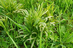 Puccinia sii-falcariae