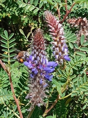 Anthophora pilifrons