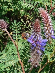 Anthophora pilifrons