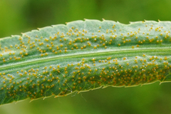 Puccinia sii-falcariae