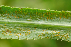 Puccinia sii-falcariae