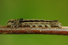 Sympistis chionanthi