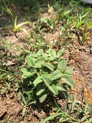 Rhynchosida physocalyx