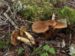 Cortinarius cotoneus