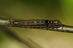 Sympistis chionanthi