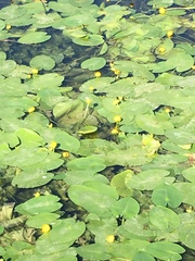 Nuphar lutea