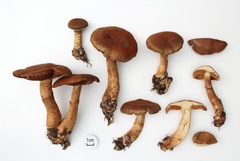 Cortinarius cotoneus