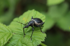 Otiorhynchus vehemens